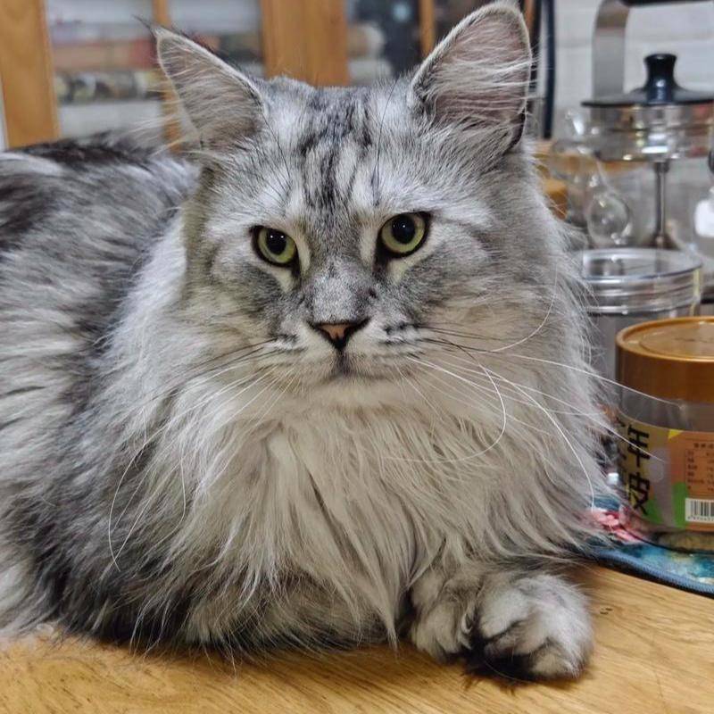 被盘问：一场由动画引发的全民狂欢引发高度