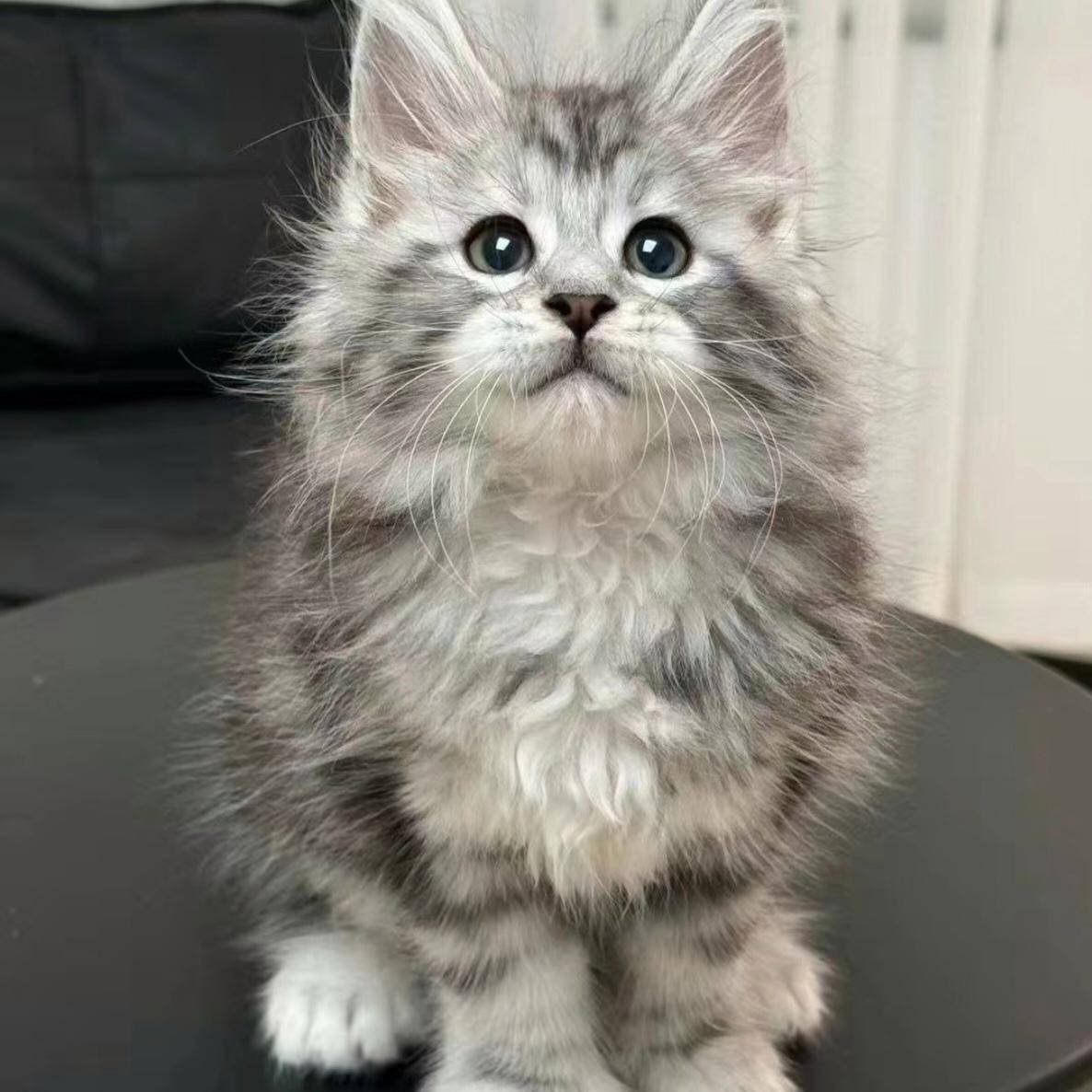 被盘问：一场由动画引发的全民狂欢引发高度关注开元棋牌突发特讯！一夜之间所有的缅因猫都在(图3)