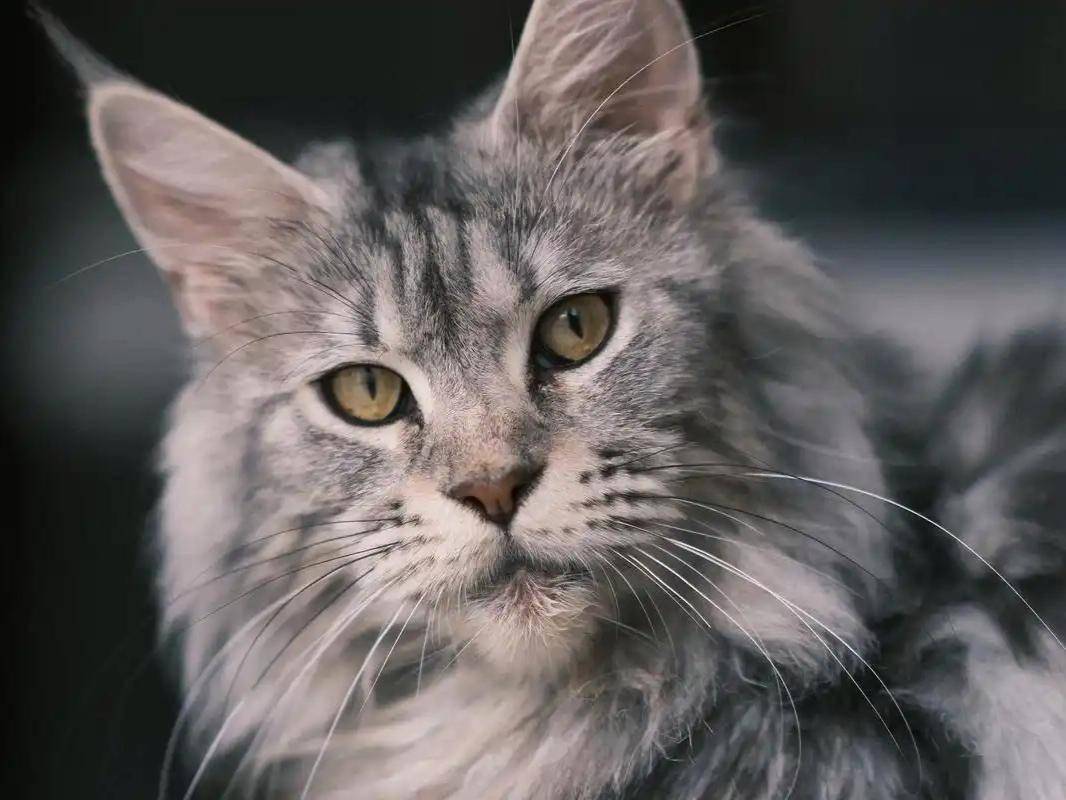 被盘问：一场由动画引发的全民狂欢引发高度关注开元棋牌突发特讯！一夜之间所有的缅因猫都在(图5)