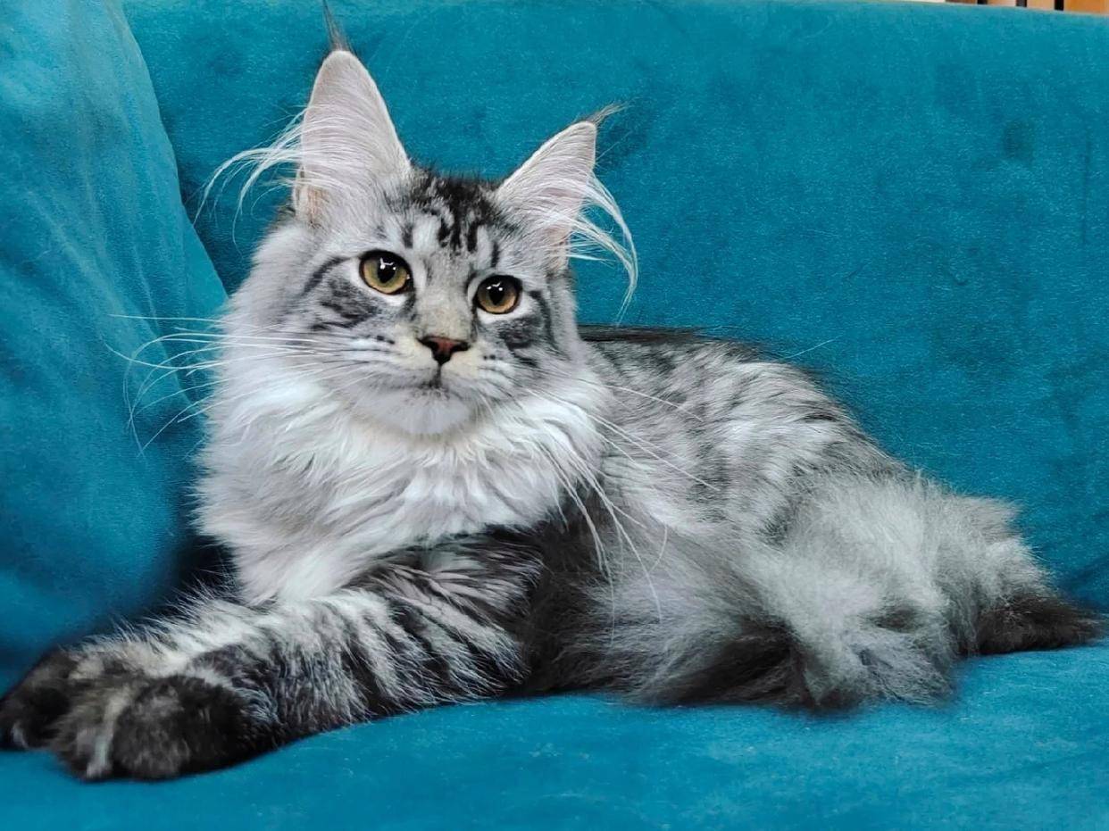 被盘问：一场由动画引发的全民狂欢引发高度关注开元棋牌突发特讯！一夜之间所有的缅因猫都在(图6)