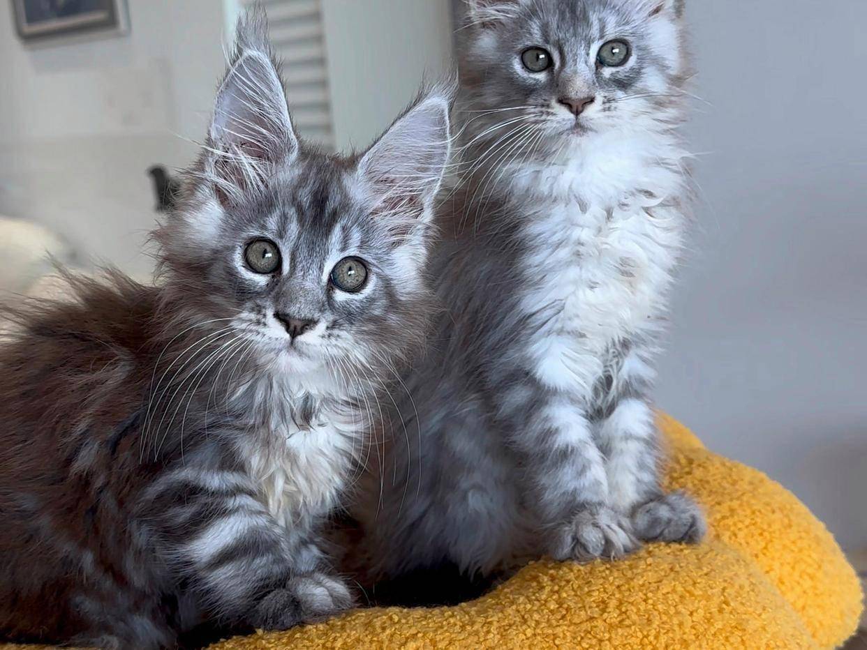 被盘问：一场由动画引发的全民狂欢引发高度关注开元棋牌突发特讯！一夜之间所有的缅因猫都在(图8)